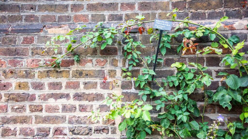 4 climbing plants to prune in January for healthier growth