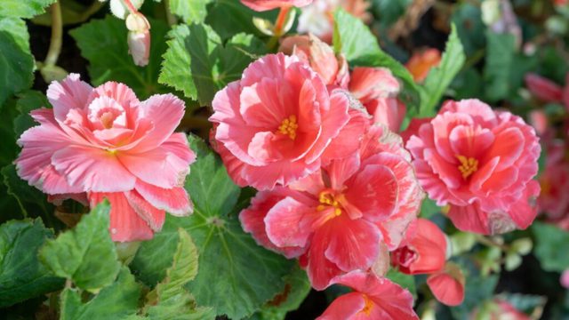 Begonia tuber mistakes gardeners make and how to avoid them