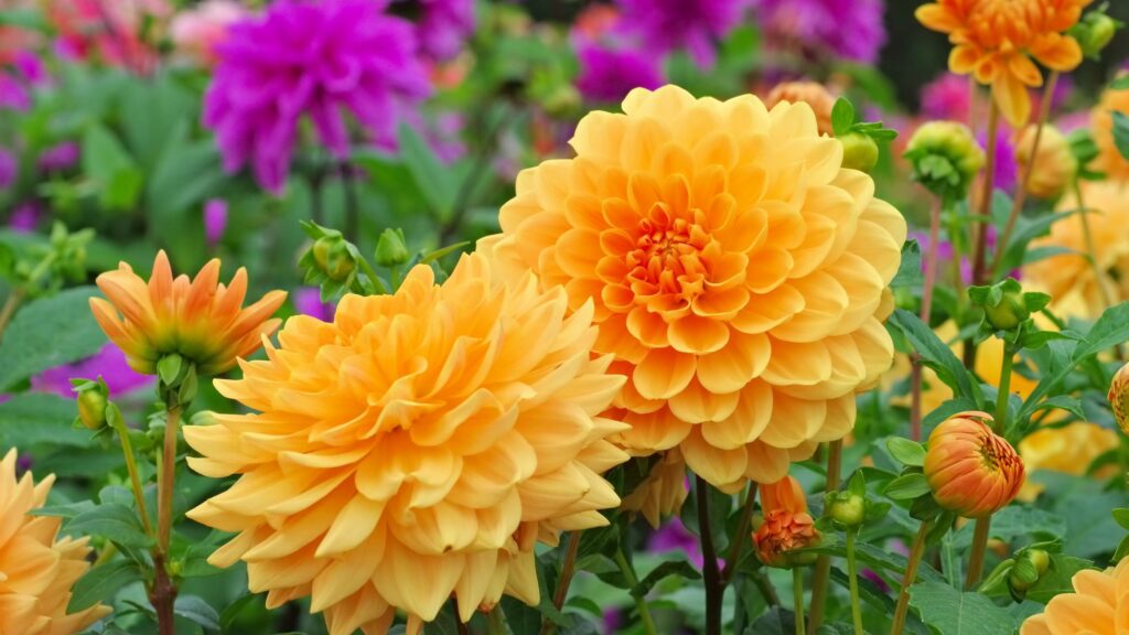This is exactly how deep to plant dahlias for the best results