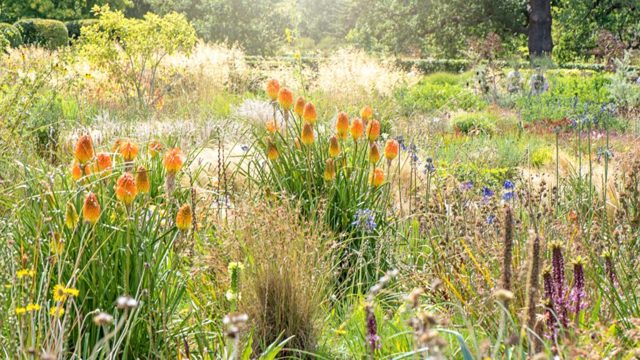 Can you plant wildflower seeds in November? Yes, with some exceptions