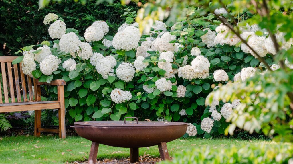 What to do with hydrangeas in August – 5 essential tasks