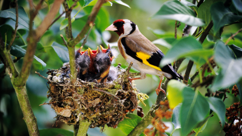 I’m copying how my mum attracts goldfinches to her garden
