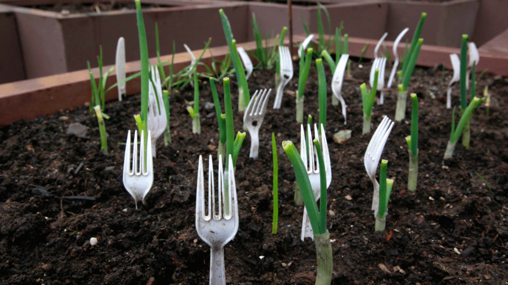 Why gardeners are putting plastic forks in their veg patches