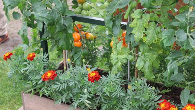 6 fast-growing flowers to sow in May for summer colour