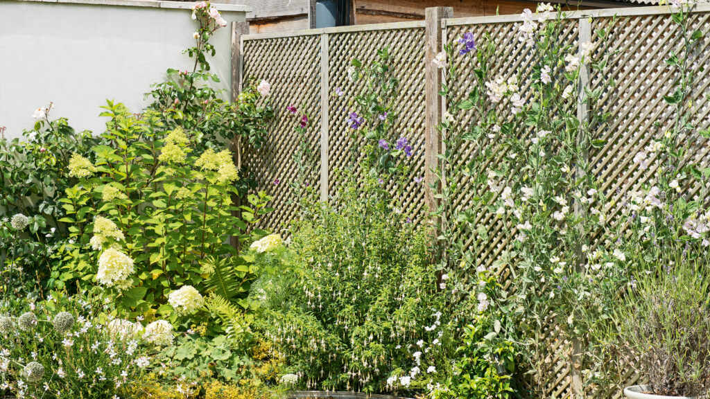 10 plants to propagate in September for free blooms