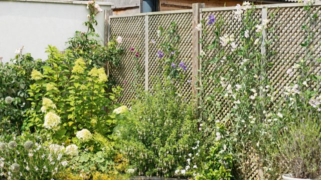 10 plants to propagate in September for free blooms