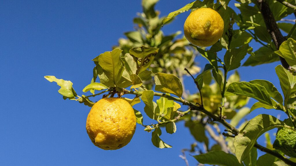 Lemon trees are this year’s ‘it’ Mediterranean garden plant