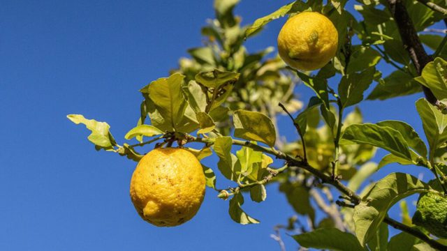 Lemon trees are this year’s ‘it’ Mediterranean garden plant