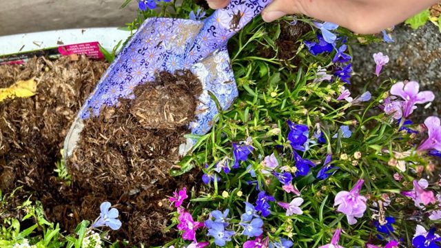 RocketGro’s magic mulch is my secret to thriving summer pots