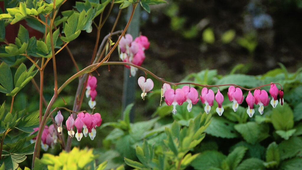 Best cottage garden plants for pots – 6 pretty varieties