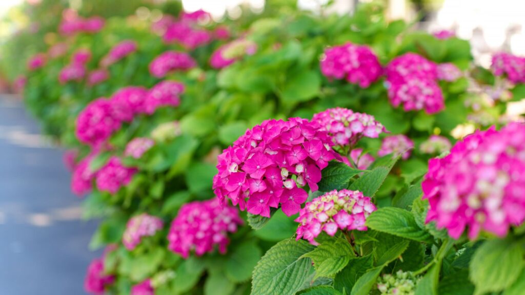 What to do with hydrangeas in February