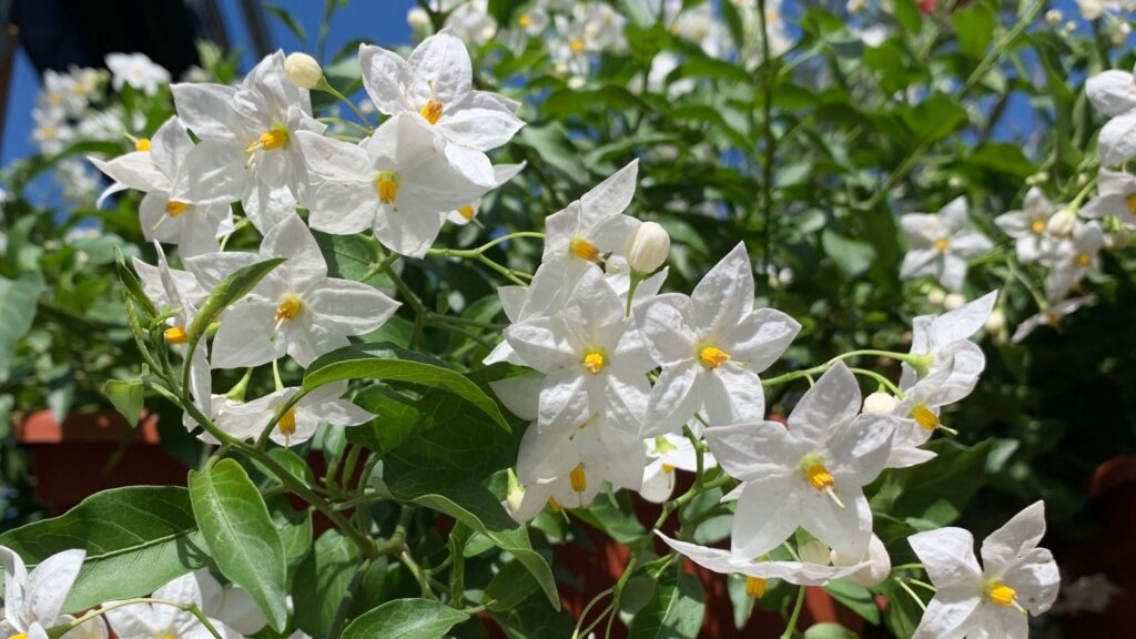 4 fast-growing climbing plants for privacy you can plant now