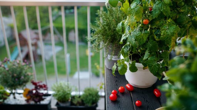 6 things pro gardeners learned about growing tomatoes