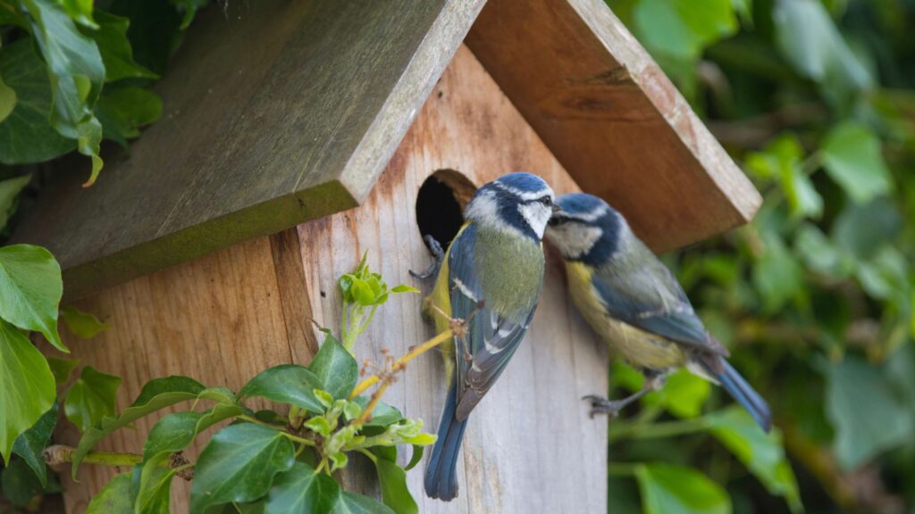 RPSB warns gardeners to stop feeding birds peanuts and seeds