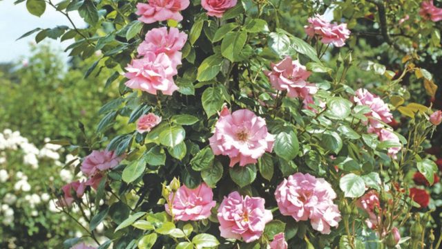 How to prune climbing roses for abundant flowers next summer