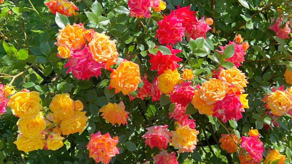 What to do with roses in the autumn – 5 essential tasks