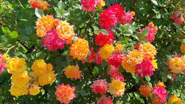 What to do with roses in the autumn – 5 essential tasks