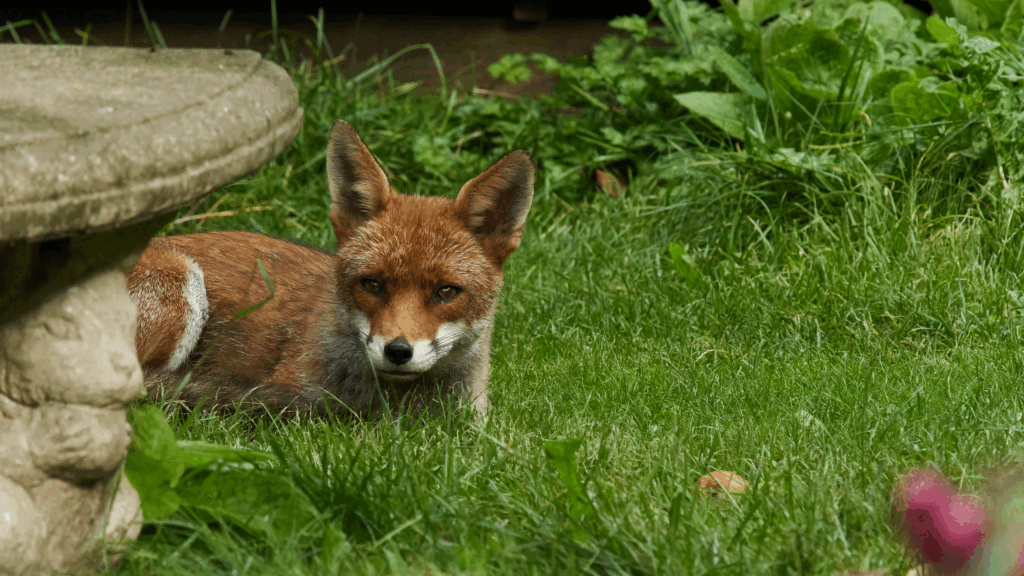4 methods wildlife experts use to stop foxes digging up bulbs