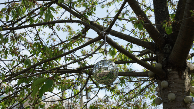 Why gardeners are sticking disco balls in their gardens