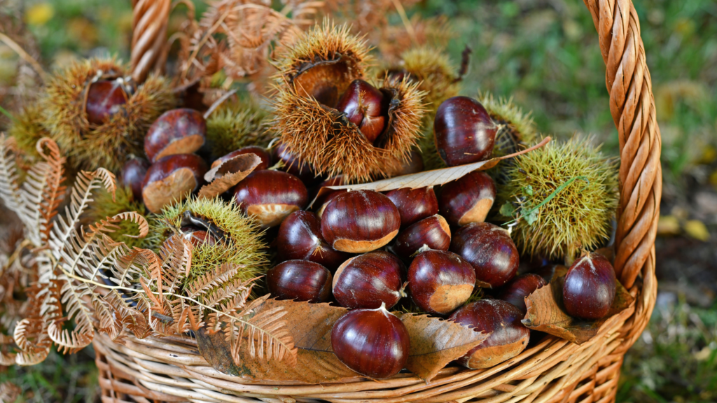 5 clever ways to reuse conkers in your home and garden