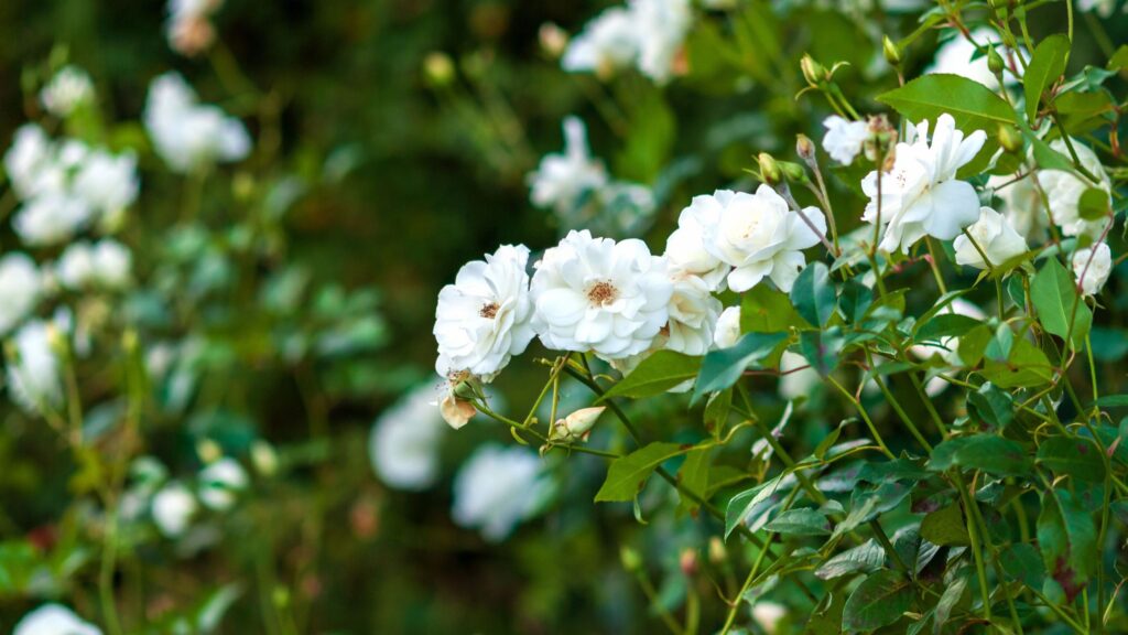 Overfeeding your plants can attract aphids to your garden