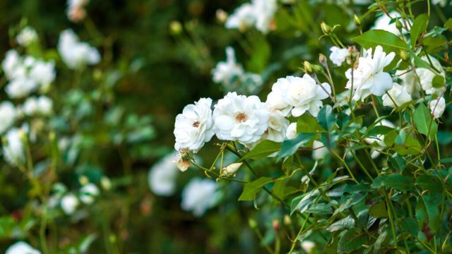 Overfeeding your plants can attract aphids to your garden