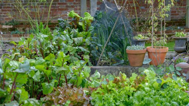 When can I start sowing vegetables outside? I asked experts