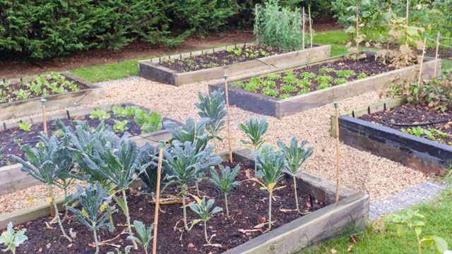 What I’m planting in my vegetable garden in autumn/winter