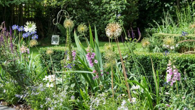 5 flowers to collect seeds from now for a free summer garden