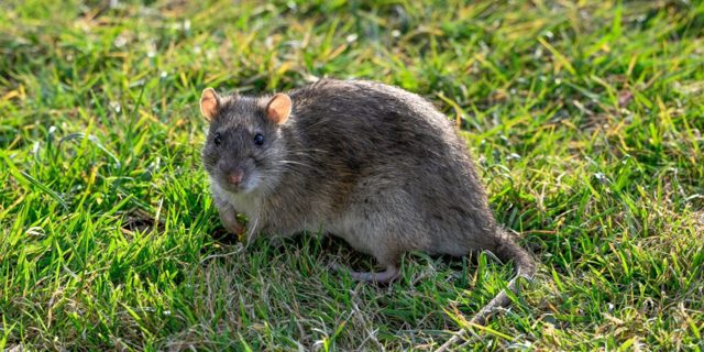 How to protect your garden from rodent destruction this summer