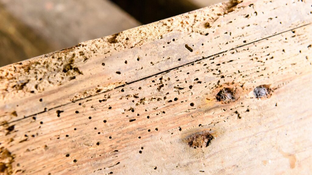 How to spot woodworm and treat it in old furniture
