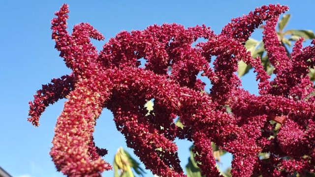5 bird-feeding plants that Sarah Raven swears by