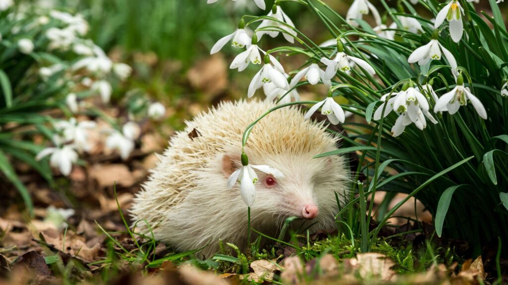 Spring garden maintenance jobs to avoid to protect hedgehogs