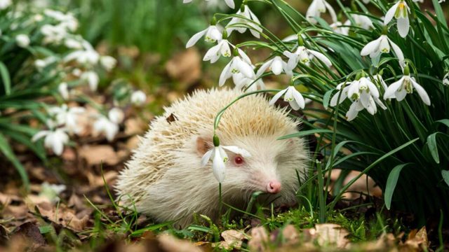 Spring garden maintenance jobs to avoid to protect hedgehogs