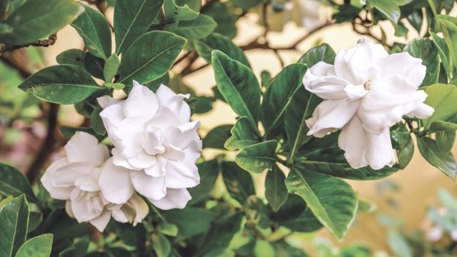 How to grow gardenia for sweet scent and gorgeous blooms
