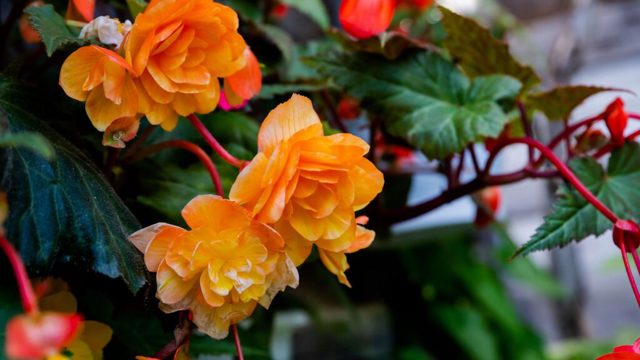 How to start begonia tubers indoors