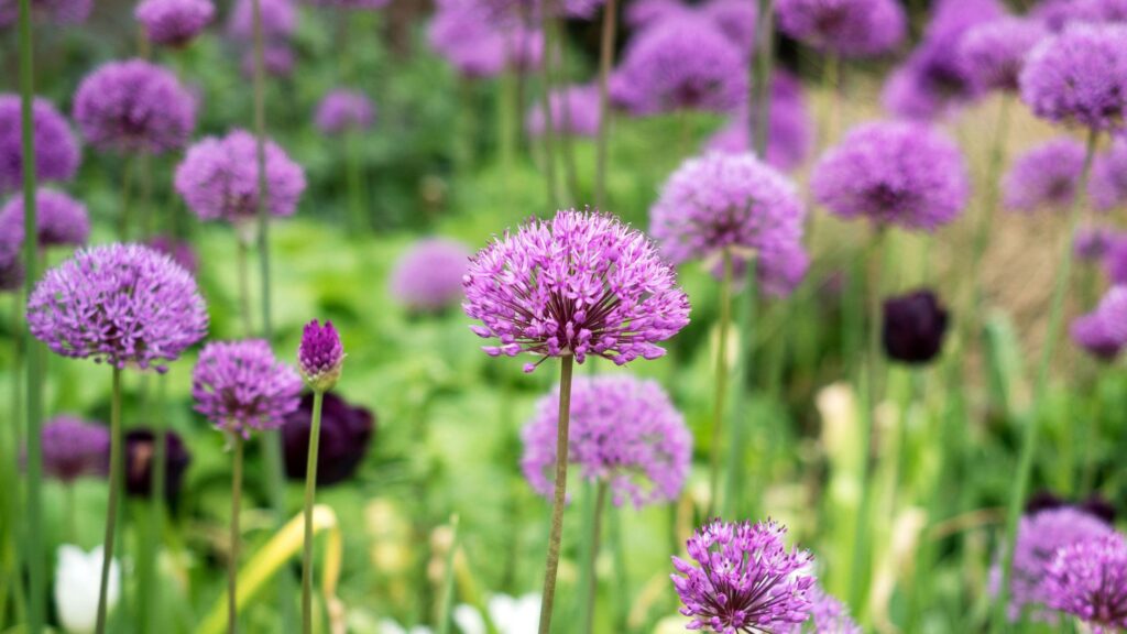 Plant allium bulbs in pots now for striking spring displays