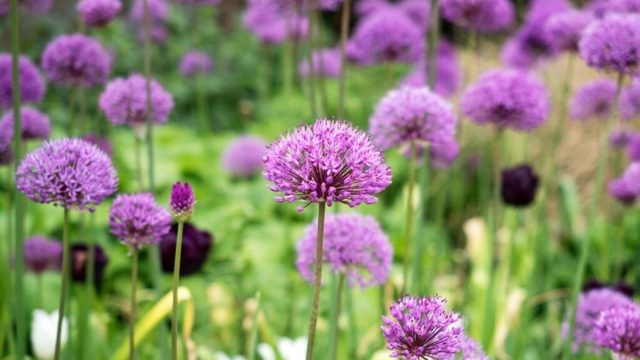 Plant allium bulbs in pots now for striking spring displays