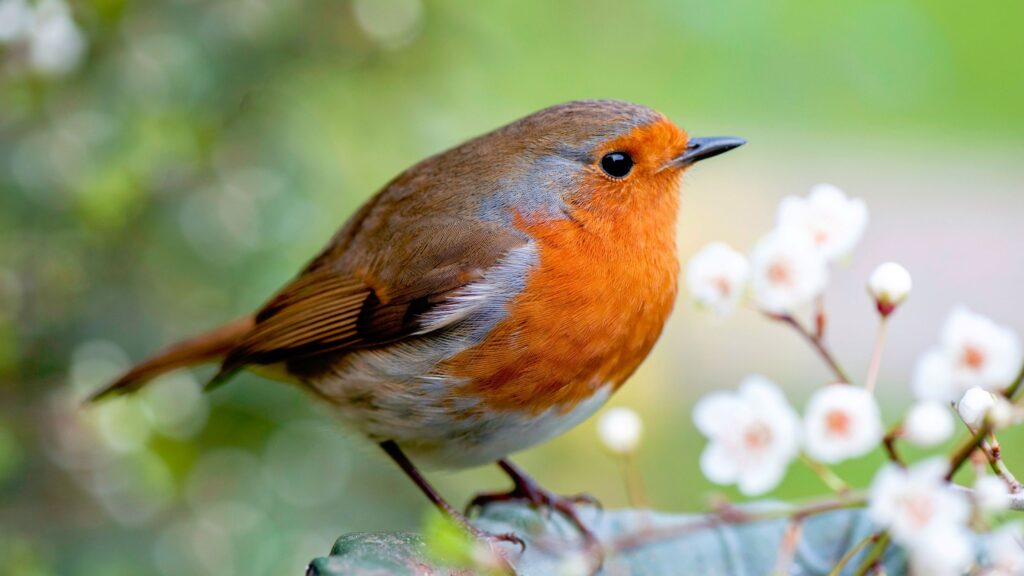 Gardeners urged to plant this spring bulb to attract birds