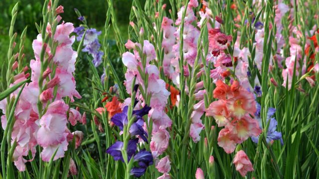 When to plant gladiolus bulbs for striking summer blooms