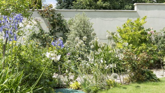 When to cut back agapanthus – deciduous vs evergreen