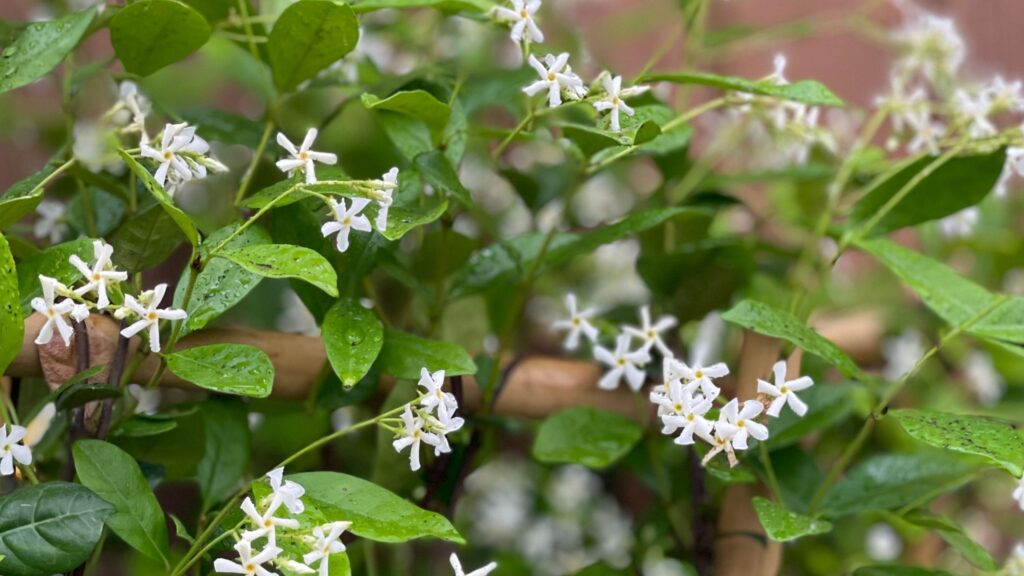 What to do with star jasmine in April – 4 key tasks