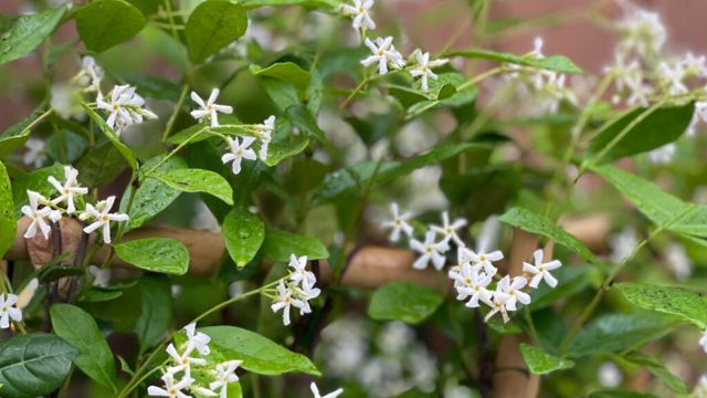 What to do with star jasmine in April – 4 key tasks