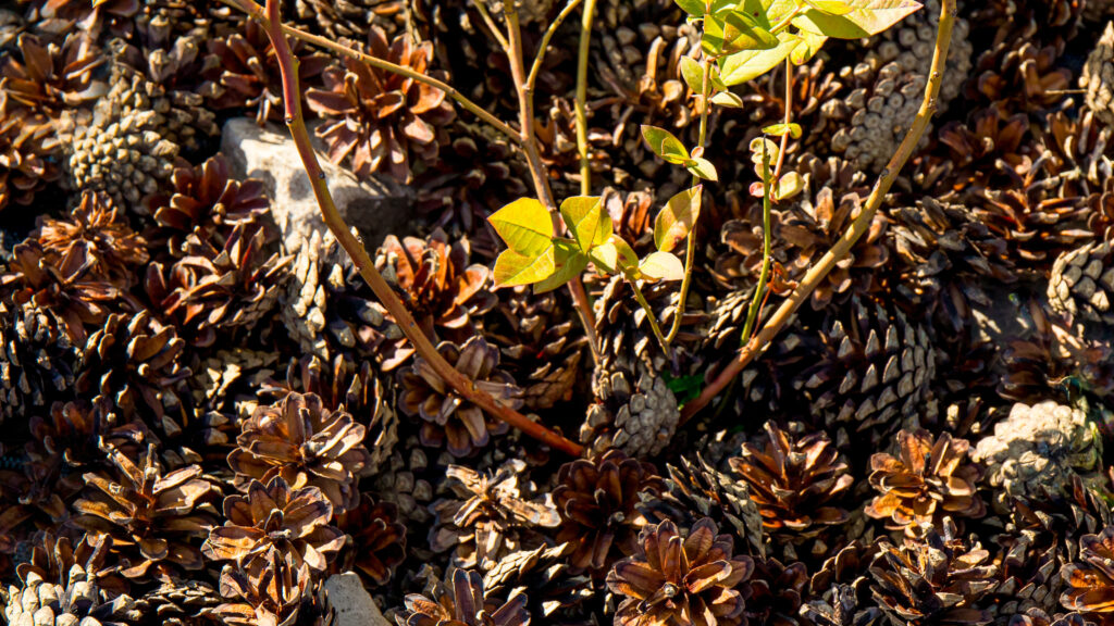 Is pine cone mulch the secret to a cat-free garden?