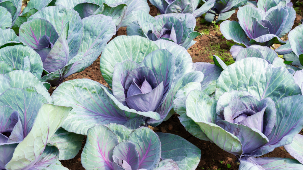 Step aside, hydrangeas, there is a new ‘it’ plant for 2026