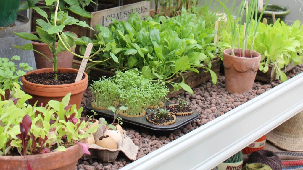 7 vegetables to plant in July for autumn harvests
