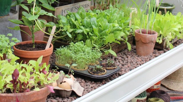7 vegetables to plant in July for autumn harvests