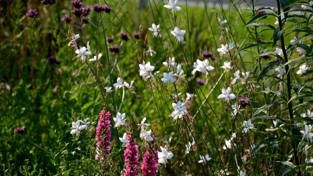 What to plant in July based on the heatwaves