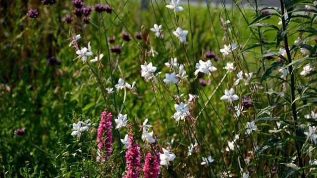 What to plant in July based on the heatwaves