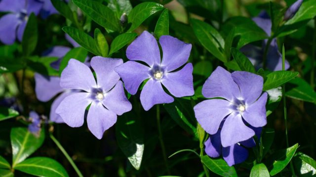5 living mulch plants to help you water your garden less